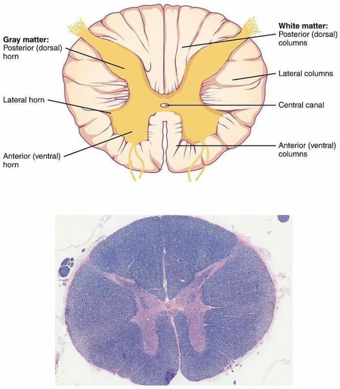 spinal-cord ไขสันหลัง spinal-cord ไขสันหลัง
