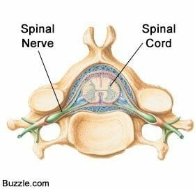 spinal-cord ไขสันหลัง spinal-cord ไขสันหลัง