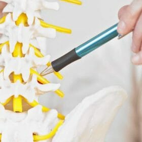 spinal-nerve เส้นประสาทไขสันหลัง spinal-nerve เส้นประสาทไขสันหลัง