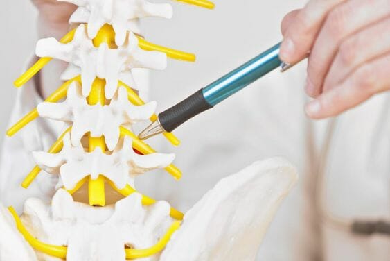 spinal-nerve เส้นประสาทไขสันหลัง spinal-nerve เส้นประสาทไขสันหลัง