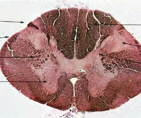 spinal-cord ไขสันหลัง spinal-cord ไขสันหลัง