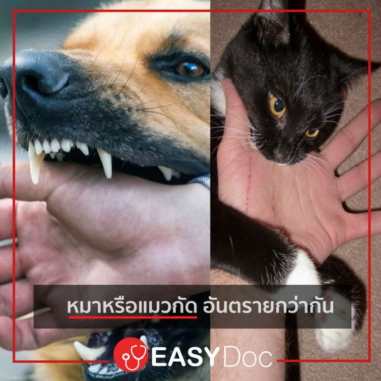 รายการ 103+ ภาพพื้นหลัง วีดีโอ หมา กัด กัน คมชัด